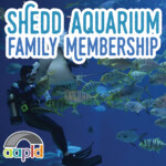 Shedd