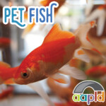 Pet Fish