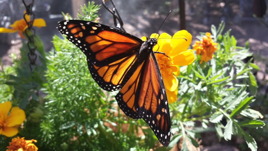 pic-featured-NPW monarch