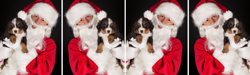 pic_featured_dogwSanta