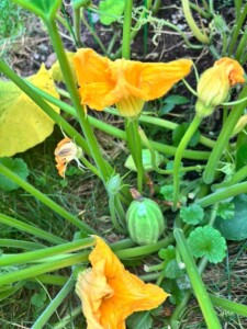 Photo of garden growing using seeds from AAPLD seed library.